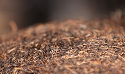 Çığlıkara Ormanları'ndaki Koruma Görevi: Kırmızı Orman Karıncaları