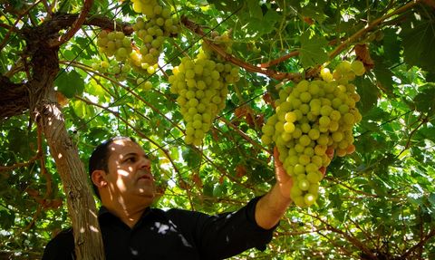 Duhok'un Üzüm Bahçeleri: Çeşitlilik ve Lezzet