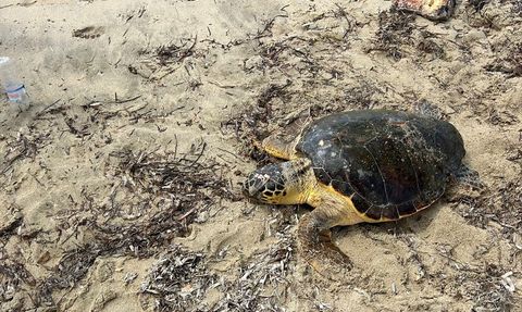 Edirne'de Yaralı Caretta Caretta Kurtarıldı