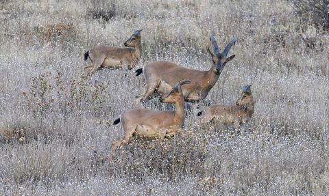 Hakkari'de Dronla Yakalanan Dağ Keçileri