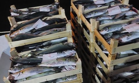 İğneada'da Lüfer Avı Bereketi