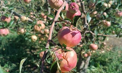 Isparta'da Dolu Yağışı Üreticilere Büyük Darbe Vurdu
