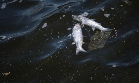 İzmir Körfezi'nde Balık Ölümleri Devam Ediyor
