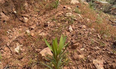 İzmir Yamanlar'da Yangın Mağduru Ormanlar İçin Ağaçlandırma Çalışmaları Devam Ediyor
