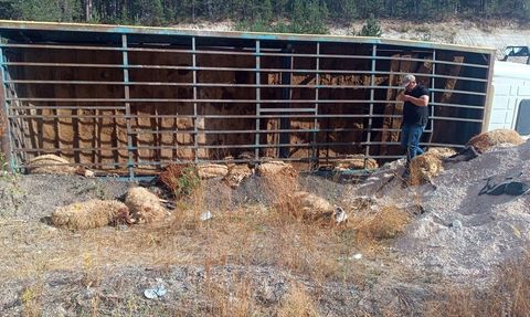 Kars'ta Kamyon Devrildi, 55 Küçükbaş Hayvan Telef Oldu