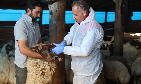 Kars'ta Küçükbaş Hayvanlar Aşılanıyor