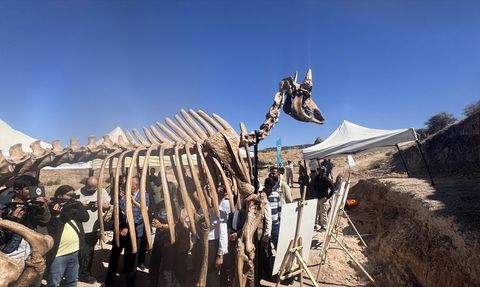 Kayseri'de 7,7 Milyon Yıllık Kılıç Dişli Kaplan Fosili Bulundu