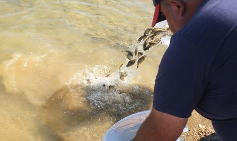 Keban Baraj Gölü'nde 10 Bin Sazan Yavrusu Serildi