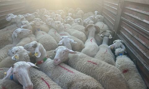 Kırklareli'nde Kaçak Küçükbaş Hayvan Getiren Kişiye Ceza