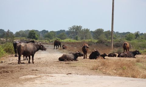 Kızılırmak Deltası Kuş Cenneti: Mandaların Yaşam Alanı