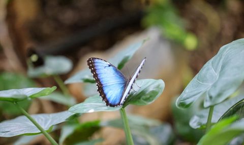 Konya Tropikal Kelebek Bahçesi Yaz Döneminde Ziyaretçi Rekoru Kırdı