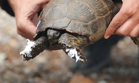 Köyceğiz'de Orman Yangınında Kaplumbağa Kurtarıldı