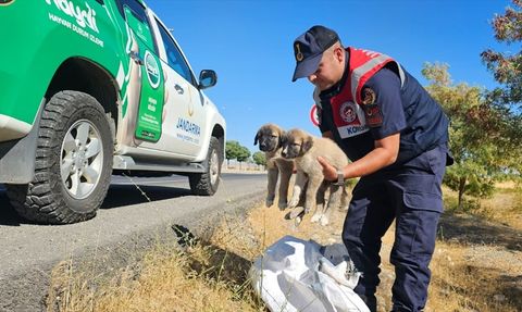 Muş'ta Çuval İçinde Terk Edilen 2 Köpek Yavrusu Barınağa Teslim Edildi