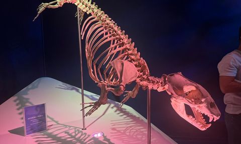 Okyanusun Devleri: Deniz Memelileri Sergisi İstanbul'da