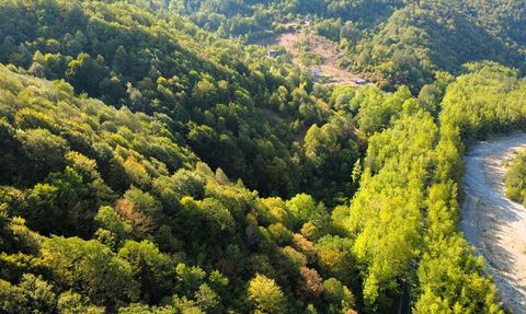 Safranbolu'nun Doğal Güzelliği: Ağaç Tüneli