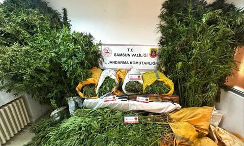 Samsun'da Kenevir Eken Baba-Oğul Tutuklandı