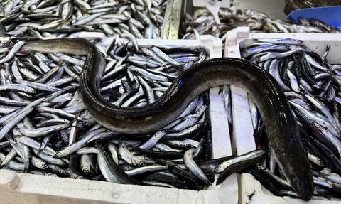 Sinop'ta Nadir Görülen Yılan Balığı Balıkçıların Ağına Takıldı