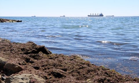 Tekirdağ'da Poyrazın Etkisiyle Kırmızı Yosun Birikti