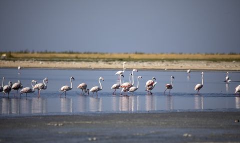 Van Gölü'ndeki Kuraklık Flamingoları Etkiliyor