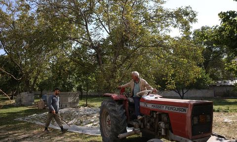 Adilcevaz Cevizi Hasadı Üreticileri Sevindiriyor