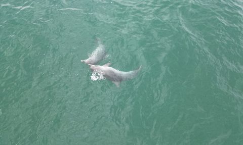 Akçakoca Açıklarında Dronla Yunus Görüntüleme