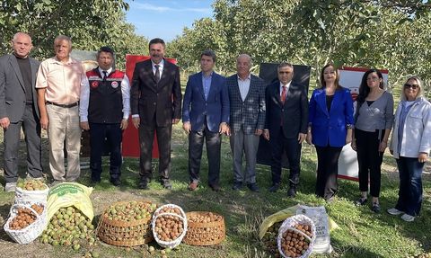 Amasya'da Ceviz Hasadı Devam Ediyor