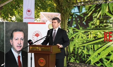 Amasya'da Yerli Vezir Kenevirinin Hasadı Başladı