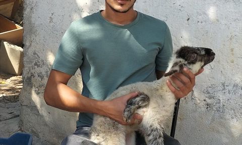 Antalya'da 5 Ayaklı Kuzu Doğumu