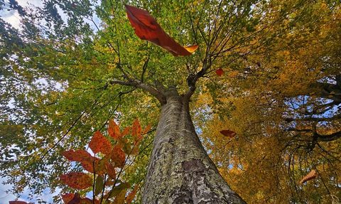Ayder Yaylası'nda Sonbahar Renkleri Coşku İçinde
