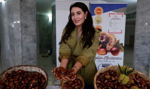 Aydın'da Kestane Sezonu Başladı