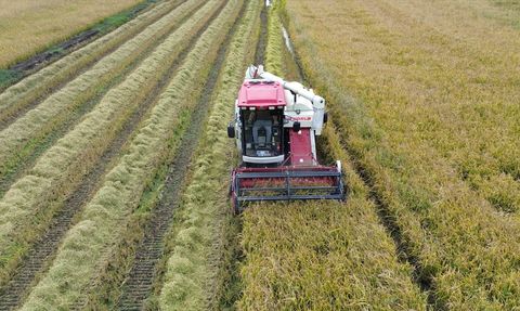 Bafra Ovası'nda 117 Bin Ton Çeltik Hasadı Bekleniyor