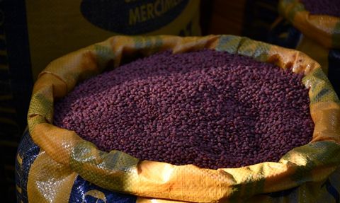 Batman'da Çiftçilere Mercimek Tohumu Dağıtımı Gerçekleşti