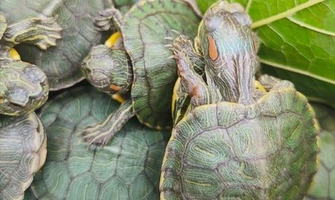 Bolu'da 500 Kırmızı Benekli Su Kaplumbağası Ele Geçirildi