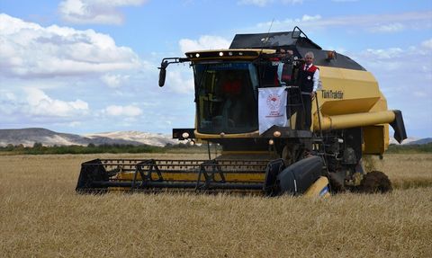 Çankırı'da Çeltik Hasat Töreni