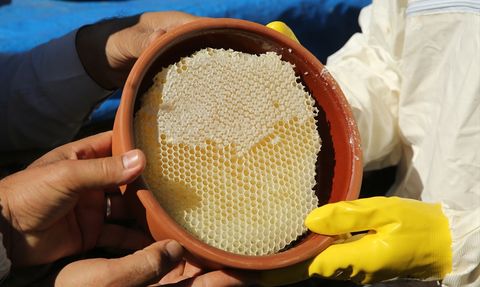 Çemikari Yaylası'nda Kara Kovan Balı Hasadı Gerçekleştirildi