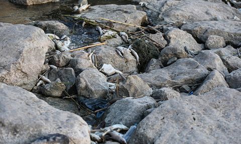 Ceyhan Nehri'nde Balık Ölümleri İçin İnceleme Başlatıldı