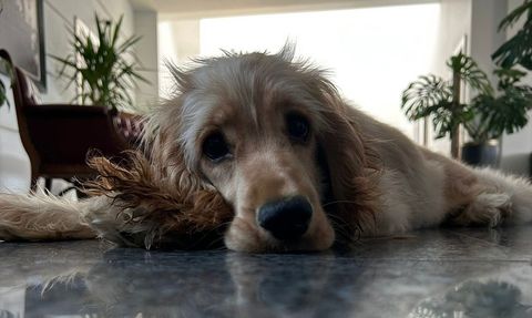 CHP Lideri Özgür Özel'den Dünya Hayvanları Koruma Günü Mesajı