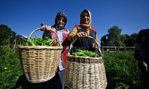 Düzce’de Kadınlar ve Gençler Tarımda İstihdam Ediliyor