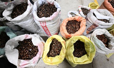 Düzce Kestane Mezatı Açıldı