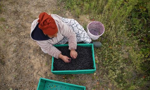 Edirne'de Aronya Hasadı Başladı