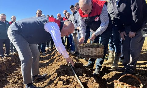 Elazığ'da Çilek Üretimi İçin 20 Bin Fide Dağıtıldı