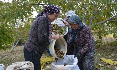 Emeklilik Sonrası Ceviz Üretimine Geçiş