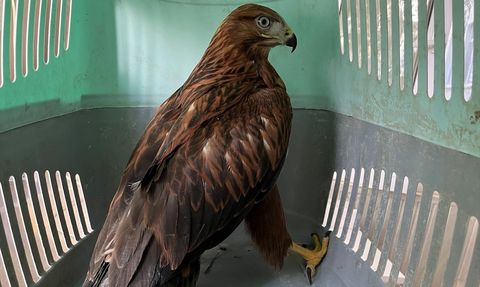 Erzurum'da Kızıl Şahinler Doğaya Salındı