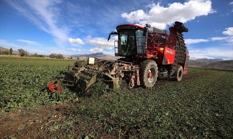 Erzurum'da Şeker Pancarı Ekim Alanı Yüzde 40 Arttı