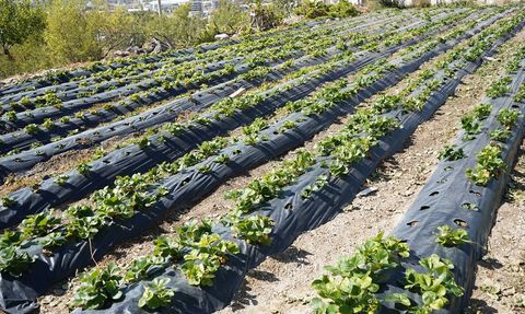 İbrahim Dede'nin Hayır Bahçesi: İyilik Paylaşarak Çoğalır