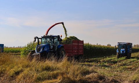 Iğdır'da Silajlık Mısır Hasadı Başladı