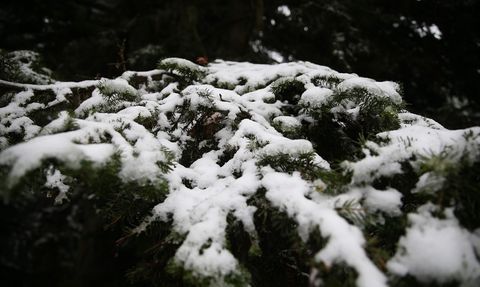 Ilgaz Dağı'nda Kar ve Sis Etkili Oluyor