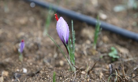 Karabük'te Safran Çiçek Açtı