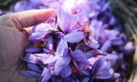 Karabük'te Safran Hasadı Devam Ediyor