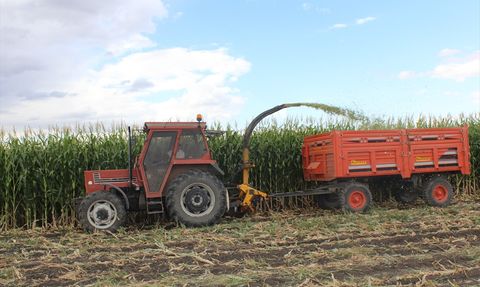 Kars'ta Silajlık Mısır Hasadı